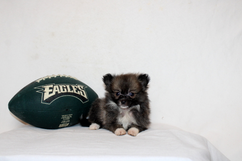 puppy, for, sale, Pomeranian, Matthew B. Stoltzfus, dog, breeder, Gap, PA, dog-breeder, puppy-for-sale, forsale, nearby, find, puppyfind, locator, puppylocator, aca